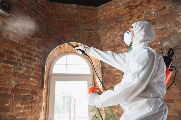 Best Water Damage & Mold Remediation in USA